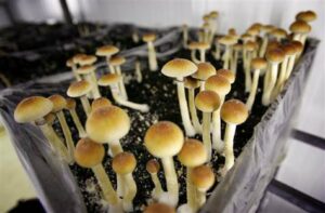 Amsterdam Mushrooms